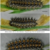 melit didyma larva45hib volg